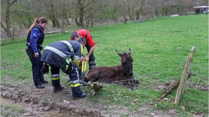 Brandweer bevrijdt ezeltje uit prikkeldraad