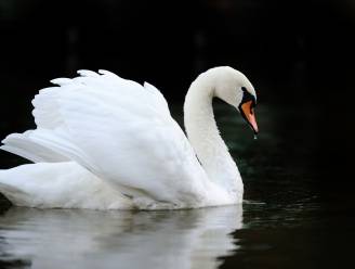 "Zwanen van Britse koningin hebben vogelgriep"