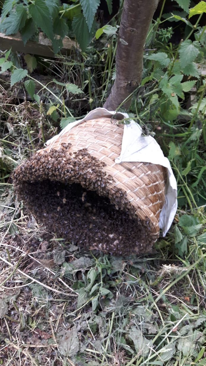 De bijenzwerm die gisteren eerder op de dag was gevangen in een korf. Waarschijnlijk hebben deze bijen hun plekje gezocht in de boom in Maasdijk.
