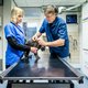 Minister wil dat katten worden gechipt en geregistreerd