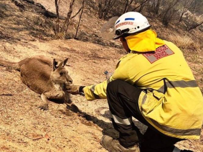 Ook koala’s en kangoeroes getroffen door zware bosbranden in Australië