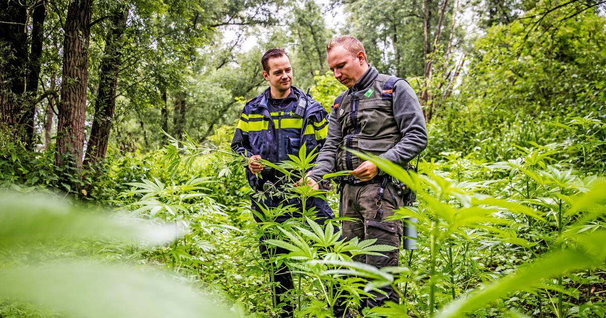 Hennepvelden in beschermd natuurgebied opgeruimd dankzij samenwerking tussen politie en boswachter