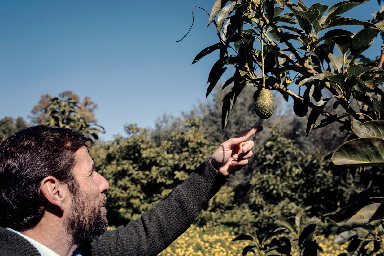 Kweker Felice Cupane bij een van zijn avocadobomen. 