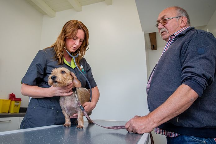 Dierenarts Sarah Dekker onderzoekt teckel Liesje van Toon van Stippent.