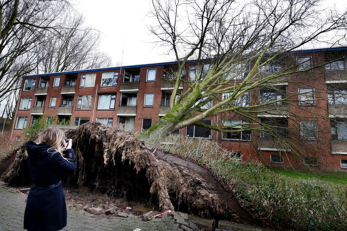 Een ontwortelde boom in Gorinchem. Géén gewonden, wel een bijzonder plaatje. Twee woningen werden uit voorzorg ontruimd.