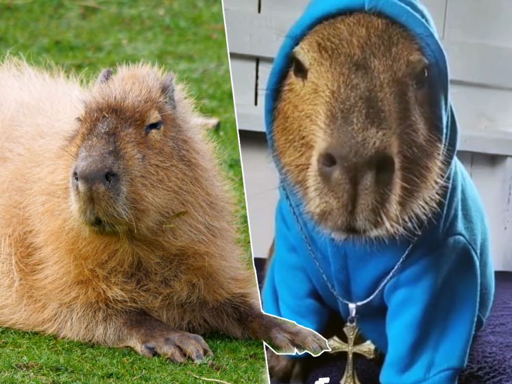 TikTok staat vol capibara's (en het nummer erbij krijg je niet meer uit je hoofd)