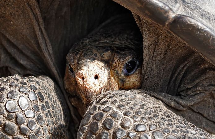 Wetenschappers dachten dat de schildpaddensoort 'chelonoidis phantasticus' al een eeuw was uitgestorven. Recent dook er toch nog eentje op.