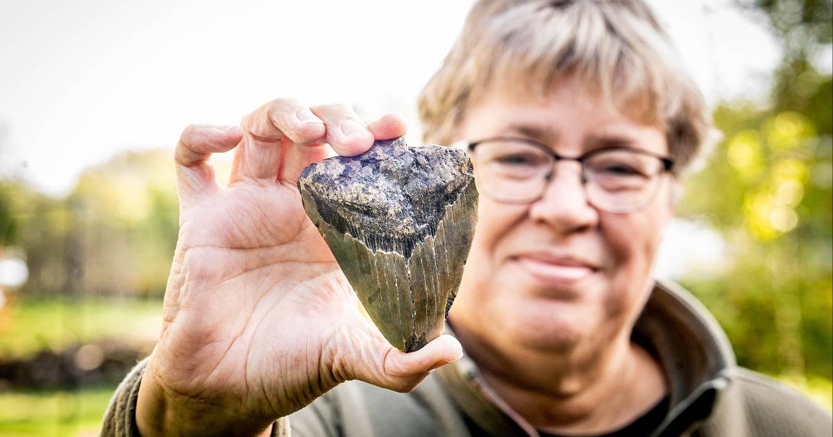 Gerrie vindt gigantische haaientand op strand Nieuwvliet: ‘Huh? Nee, dat kan niet’