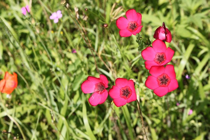 Bij- en vlindervriendelijke bloemen in een grasveld. Op veel plaatsen hebben bijen moeite om aan voldoende onbespoten voedsel te komen.