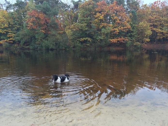 Foto ter illustratie. Hond in ijsbaan in de Loonse en Drunense Duinen ter hoogte van Kaatsheuvel.