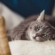 Dierenartsen waarschuwen voor zeer besmettelijke en dodelijke kattenziekte