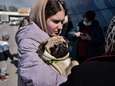 Zorgen over hondsdolle huisdieren uit Oekraïne: regio regelt gratis inentingen