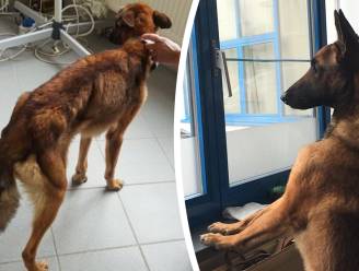 Verwaarloosde hond aan de beterhand: “Ferry ontdekt nu plezier van spel en balletjes”