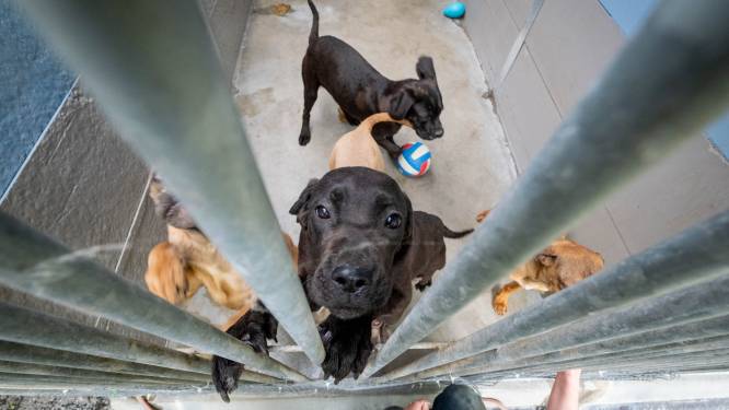 Crowdfunding van Dierenbescherming Mechelen voor opvang van 68 honden is een gigantisch succes: “We staan zelf perplex”