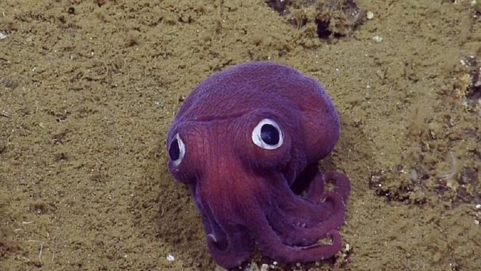 pieuvre géante du Pacifique Nord