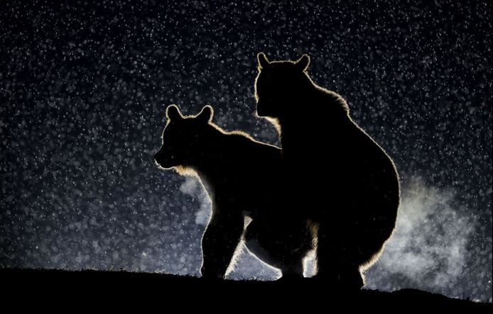 Comedy Wildlife Photography Awards