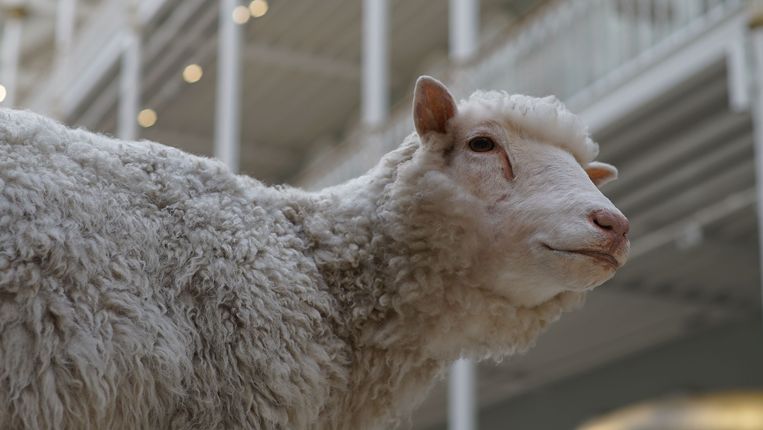 Dolly: The Sheep that Changed the World - TX: 08/12/2021 Beeld BBC/Tern TV