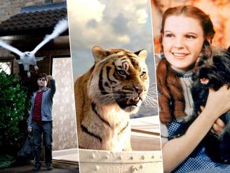 Van dolfijn die zelfmoord pleegt tot vertrappeld hondje: deze dieren moesten lijden voor ‘het perfecte Hollywood-shot’