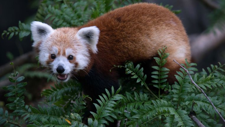 Een rode panda op een ongedateerde foto. Beeld AP
