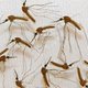 Malariapatiënten extra aantrekkelijk voor muggen