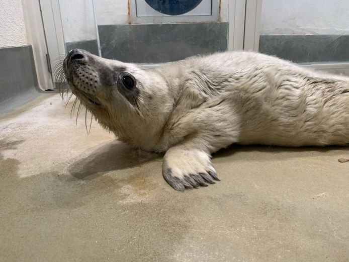 Un Bebe Phoque Blanc Rampe Sur Une Digue Au Coq Probablement A La Recherche De Sa Mere Faits Divers 7sur7 Be