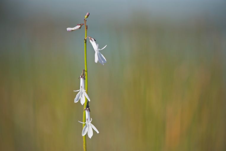 Lobelia dortmanna Immagine Getty