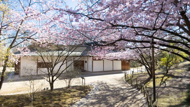 Karate, judo of jujutsu uitproberen? Japanse Tuin organiseert zaterdag eerste Gevechtskunstendag