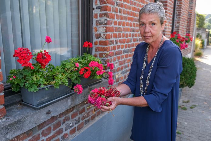 Imke Van Muylem had dinsdag opnieuw opruimwerk nadat een vandaal haar geraniums voor de zoveelste keer vernielde.