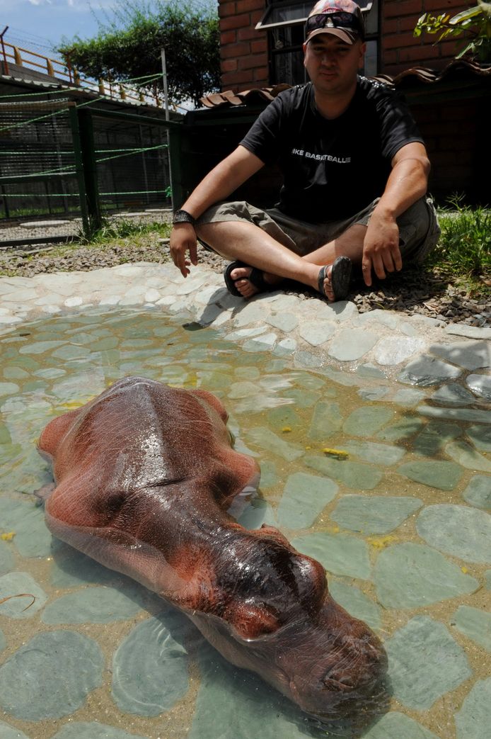 Een van de nijlpaarden die geboren werden in Hacienda Nápoles.