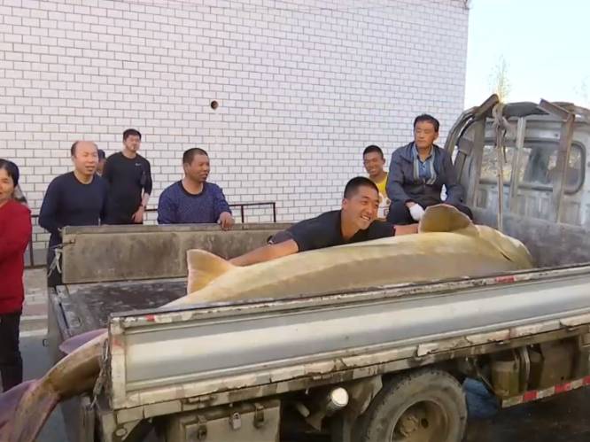 Chinese vissers halen stokoude steur van 514 kilogram boven