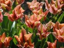 Deze tulp kun je nu planten en komt elk jaar trouw bij je terug