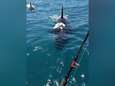 VIDEO. Orka's rammen een vissersbootje in Nieuw-Zeeland