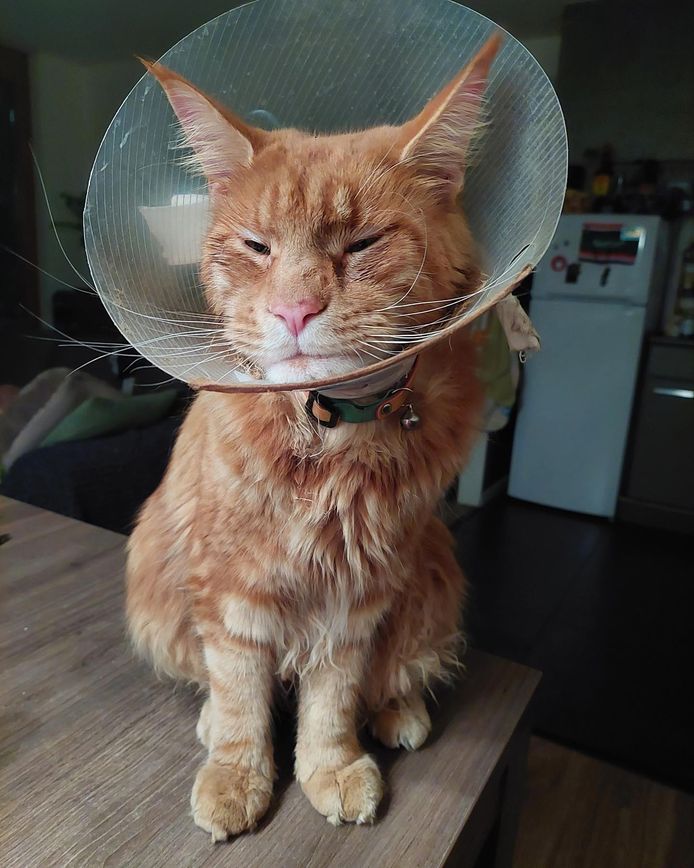 Een kat in Nieuwaal raakte afgelopen week gewond aan een poot nadat deze zou zijn beschoten met een luchtdrukwapen.