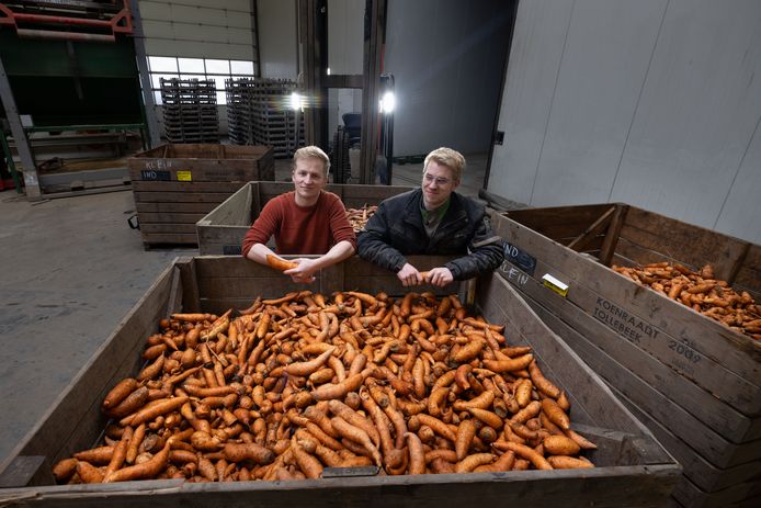 Stefan en Thijs zitten met 50.000 kilo misvormde aardappelen: ‘Groot ...