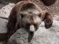 Enkel beer was ontsnapt uit Duitse zoo nabij Belgische grens, andere dieren zaten nog gewoon in dierentuin. Maar het gevaar is toch nog niet geweken
