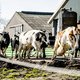 Onderzoek: boeren sjoemelen op grote schaal met mest en dat wordt nauwelijks gecontroleerd