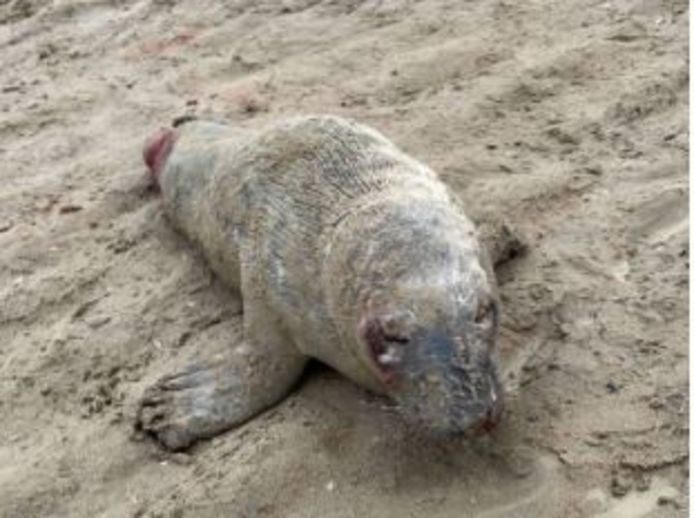 Het jong zeehondje overleefde de ernstige verwondingen niet.