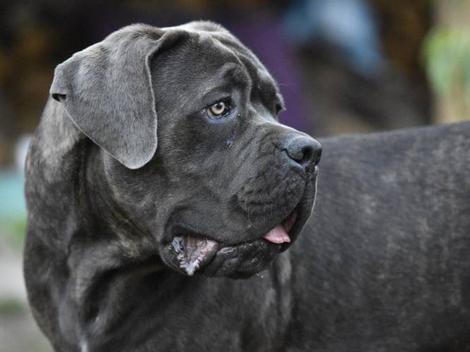 Hondengedragstherapeut na fataal bijtincident: “Maak fokkers verantwoordelijk voor de daden van hun pups”