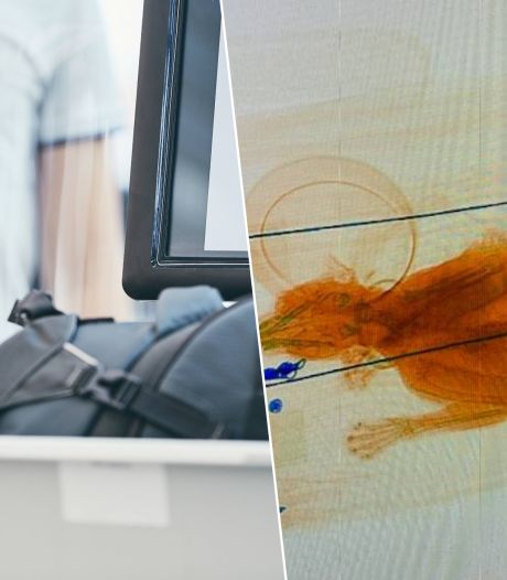 Un voyageur laisse son chat dans un sac lors d’un contrôle à l’aéroport aux États-Unis: “Erreur cat-astrophique”