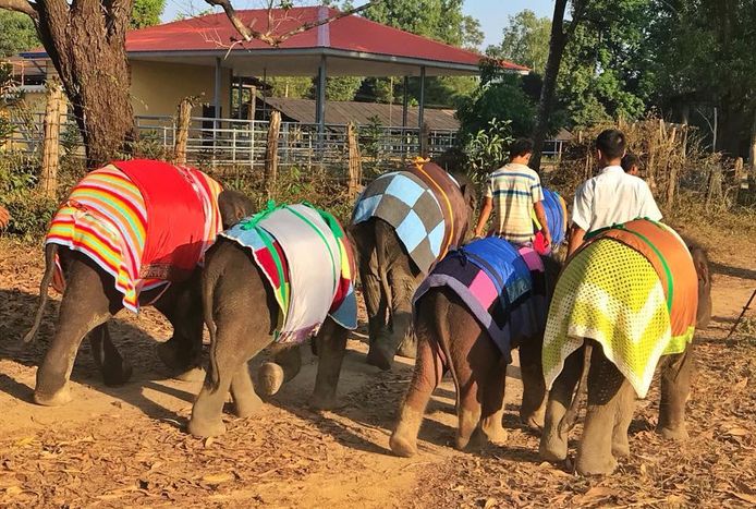 Save Elephant Foundation Myanmar