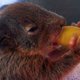 Babyeekhoorns gered uit gekapte boom nadat ze zijn verstoten door moeder