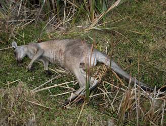 Carrefour stopt verkoop kangoeroevlees
