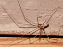 De grote trilspin (Pholcus phalangioides).