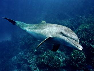 Meeste dolfijnen zijn ‘rechtshandig’