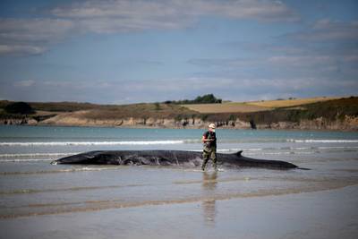 Op drie weken al drie walvissen aangespoeld aan Bretoense kust