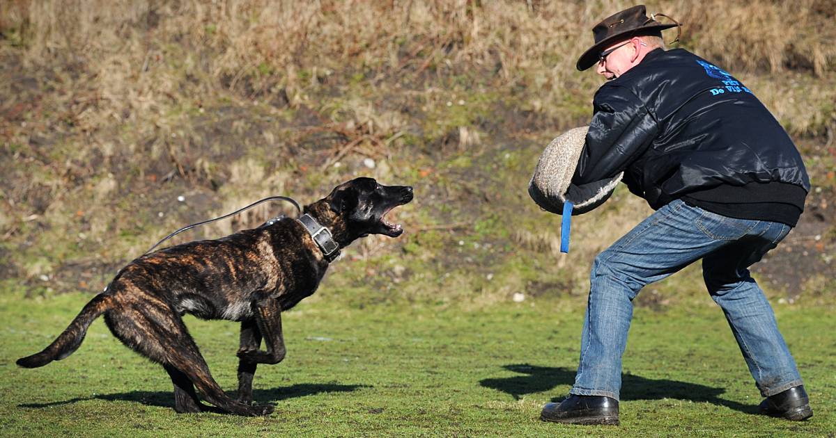 Buurman heeft na jaren genoeg van schreeuwen en blaffen op hondenterrein Dalemsedijk Brabant