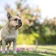 Déze 9 hondenrassen hebben een grotere kans om een zonnesteek op te lopen