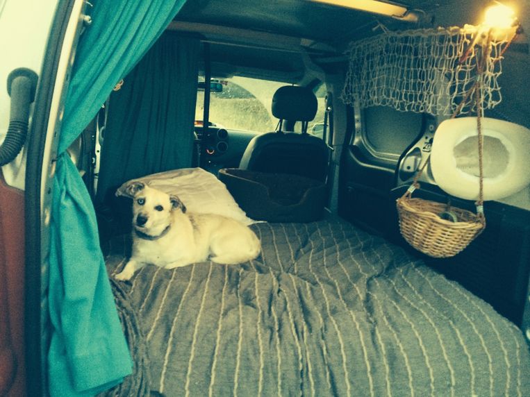 Hondje Sjlabie, volledig zen in de tot mobilhome omgebouwde Peugeot Partner. Beeld Hilde Van Mieghem