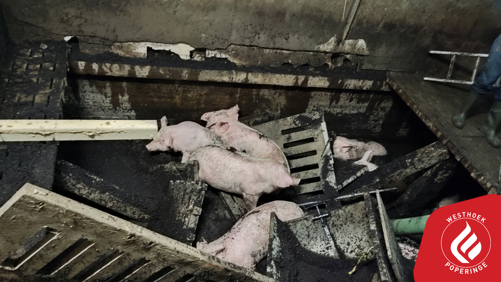 Een foto ter illustratie van varkens in een aalput nadat de stalvloer instort.