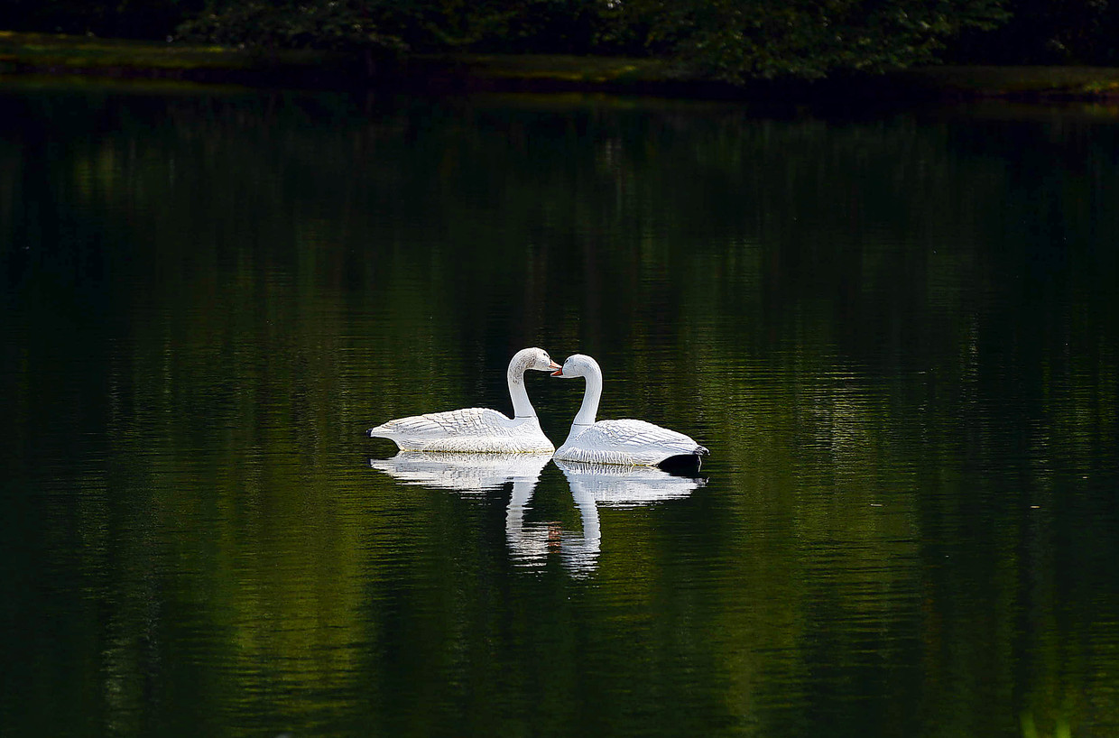 Лебедь символ любви. Что символизирует лебедь. Символ любви и верности. Лебедь символ чего. Лебеди символ любви и верности.